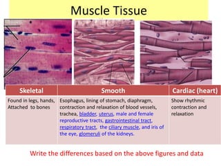 Muscle Tissue
Skeletal Smooth Cardiac (heart)
Found in legs, hands,
Attached to bones
Esophagus, lining of stomach, diaphragm,
contraction and relaxation of blood vessels,
trachea, bladder, uterus, male and female
reproductive tracts, gastrointestinal tract,
respiratory tract, the ciliary muscle, and iris of
the eye, glomeruli of the kidneys.
Show rhythmic
contraction and
relaxation
Write the differences based on the above figures and data
 