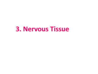 3. Nervous Tissue
 