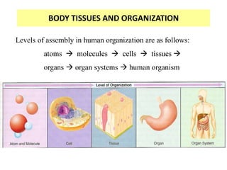 BODY TISSUES AND ORGANIZATION
Levels of assembly in human organization are as follows:
atoms  molecules  cells  tissues 
organs  organ systems  human organism
 