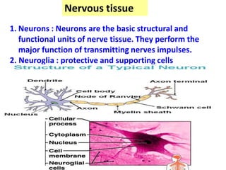 1. Neurons : Neurons are the basic structural and
functional units of nerve tissue. They perform the
major function of transmitting nerves impulses.
2. Neuroglia : protective and supporting cells
Nervous tissue
 