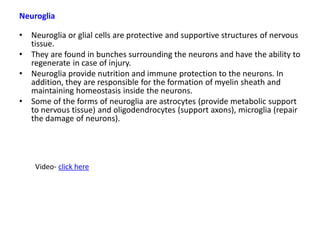 Neuroglia
• Neuroglia or glial cells are protective and supportive structures of nervous
tissue.
• They are found in bunches surrounding the neurons and have the ability to
regenerate in case of injury.
• Neuroglia provide nutrition and immune protection to the neurons. In
addition, they are responsible for the formation of myelin sheath and
maintaining homeostasis inside the neurons.
• Some of the forms of neuroglia are astrocytes (provide metabolic support
to nervous tissue) and oligodendrocytes (support axons), microglia (repair
the damage of neurons).
Video- click here
 