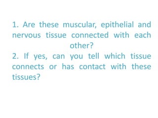 1. Are these muscular, epithelial and
nervous tissue connected with each
other?
2. If yes, can you tell which tissue
connects or has contact with these
tissues?
 