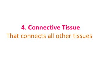 4. Connective Tissue
That connects all other tissues
 