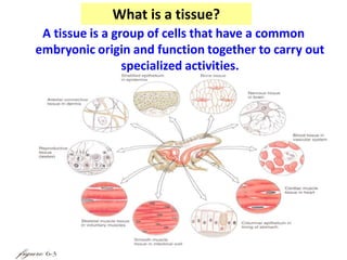 A tissue is a group of cells that have a common
embryonic origin and function together to carry out
specialized activities.
What is a tissue?
 