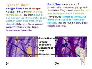 Types of Fibers:
Collagen fibers made of collagen.
Collagen fibers are tough and only
slightly elastic. They often occur in
bundles with the fibers parallel to one
another, which gives great tensile
strength. Collagen is found in most
connective tissues, esp. bone,
tendons, and ligaments.
Elastic fibers are composed of a
protein called elastin and glycoprotein
framework. They are very stretchy and
branch and join to form a network.
They provide strength to tissues, but
allows the tissue to be flexible and
stretchy. They are found in skin, blood
vessels, and lungs
 