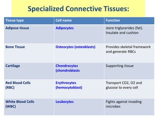 Specialized Connective Tissues:
Tissue type Cell name Function
Adipose tissue Adipocytes store triglycerides (fat).
Insulate and cushion
Bone Tissue Osteocytes (osteoblasts) Provides skeletal framework
and generate RBCs
Cartilage Chondrocytes
(chondroblasts
Supporting tissue
Red Blood Cells
(RBC)
Erythrocytes
(hemocytoblast)
Transport CO2, O2 and
glucose to every cell
White Blood Cells
(WBC)
Leukocytes Fights against invading
microbes
 