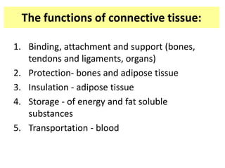 The functions of connective tissue:
1. Binding, attachment and support (bones,
tendons and ligaments, organs)
2. Protection- bones and adipose tissue
3. Insulation - adipose tissue
4. Storage - of energy and fat soluble
substances
5. Transportation - blood
 