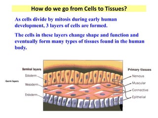 How do we go from Cells to Tissues?
As cells divide by mitosis during early human
development, 3 layers of cells are formed.
The cells in these layers change shape and function and
eventually form many types of tissues found in the human
body.
Germ layers
 