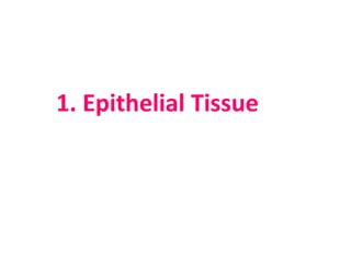 1. Epithelial Tissue
 