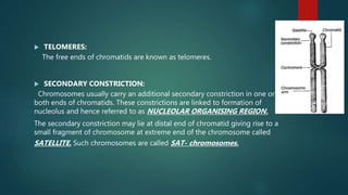  TELOMERES:
The free ends of chromatids are known as telomeres.
 SECONDARY CONSTRICTION:
Chromosomes usually carry an additional secondary constriction in one or
both ends of chromatids. These constrictions are linked to formation of
nucleolus and hence referred to as NUCLEOLAR ORGANISING REGION.
The secondary constriction may lie at distal end of chromatid giving rise to a
small fragment of chromosome at extreme end of the chromosome called
SATELLITE. Such chromosomes are called SAT- chromosomes.
 