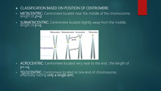  CLASSIFICATION BASED ON POSITION OF CENTROMERE:
 METACENTRIC: Centromere located near the middle of the chromosome;
length of p=q.
 SUBMETACENTRIC: Centromere located slightly away from the middle;
length of p<q.
 ACROCENTRIC: Centromere located very near to the end ; the length of
p<<q.
 TELOCENTRIC: Centromere located at one end of chromosome;
effectively having only a single arm.
 