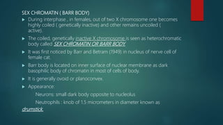 SEX CHROMATIN ( BARR BODY)
 During interphase , in females, out of two X chromosome one becomes
highly coiled ( genetically inactive) and other remains uncoiled (
active).
 The coiled, genetically inactive X chromosome is seen as heterochromatic
body called SEX CHROMATIN OR BARR BODY.
 It was first noticed by Barr and Betram (1949) in nucleus of nerve cell of
female cat.
 Barr body is located on inner surface of nuclear membrane as dark
basophilic body of chromatin in most of cells of body.
 It is generally ovoid or planoconvex.
 Appearance:
Neurons: small dark body opposite to nucleolus
Neutrophils : knob of 1.5 micrometers in diameter known as
drumstick.
 