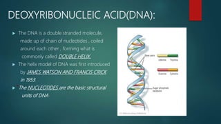 DEOXYRIBONUCLEIC ACID(DNA):
 The DNA is a double stranded molecule,
made up of chain of nucleotides , coiled
around each other , forming what is
commonly called DOUBLE HELIX.
 The helix model of DNA was first introduced
by JAMES WATSON AND FRANCIS CRICK
in 1953.
 The NUCLEOTIDES are the basic structural
units of DNA
 