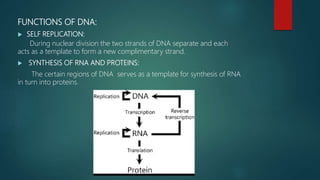 FUNCTIONS OF DNA:
 SELF REPLICATION:
During nuclear division the two strands of DNA separate and each
acts as a template to form a new complimentary strand.
 SYNTHESIS OF RNA AND PROTEINS:
The certain regions of DNA serves as a template for synthesis of RNA
in turn into proteins.
 