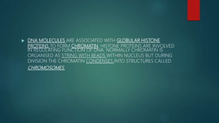  DNA MOLECULES ARE ASSOCIATED WITH GLOBULAR HISTONE
PROTEINS TO FORM CHROMATIN. HISTONE PROTEINS ARE INVOLVED
IN REGULATING FUNCTION OF DNA. NORMALLY CHROMATIN IS
ORGANISED AS STRING WITH BEADS WITHIN NUCLEUS BUT DURING
DIVISION THE CHROMATIN CONDENSES INTO STRUCTURES CALLED
CHROMOSOMES.
 