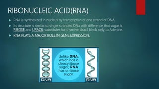 RIBONUCLEIC ACID(RNA)
 RNA is synthesized in nucleus by transcription of one strand of DNA.
 Its structure is similar to single stranded DNA with difference that sugar is
RIBOSE and URACIL substitutes for thymine. Uracil binds only to Adenine.
 RNA PLAYS A MAJOR ROLE IN GENE EXPRESSION.
 