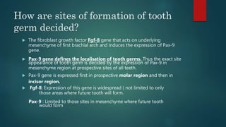 How are sites of formation of tooth
germ decided?
 The fibroblast growth factor Fgf-8 gene that acts on underlying
mesenchyme of first brachial arch and induces the expression of Pax-9
gene.
 Pax-9 gene defines the localisation of tooth germs. Thus the exact site
appearance of tooth germ is decided by the expression of Pax-9 in
mesenchyme region at prospective sites of all teeth.
 Pax-9 gene is expressed first in prospective molar region and then in
incisor region.
 Fgf-8: Expression of this gene is widespread ( not limited to only
those areas where future tooth will form.
Pax-9 : Limited to those sites in mesenchyme where future tooth
would form
 