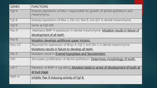 GENES FUNCTIONS
Fgf-4 Induces expression of Msx-1 responsible for growth of dental epithelium and
mesenchyme.
Fgf-8 Induces expression of Msx-1, Dlx-1/2, Pax-9, Lhx-6/7 in dental mesenchyme.
Fgf-9 Same as Fgf-4/8
Pax-9 Maintains BMP-4 expression in dental mesenchyme. Mutation results in failure of
development of all teeth.
Pax-6 Mutation develops additional upper incisors.
Msx-1/2 Required for expression of Bmp-4, Fgf-3 and Dlx-2 in dental mesenchyme.
Mutations results in failure to develop all teeth.
Dlx-3 Mutation result in Enamel hypoplasia and Taurodontism.
Shh Stimulates proliferation of dental epithelium. Determines morphology of tooth.
Lef-1 Mediator of BMP-4 signalling. Mutation leads to arrest of development of tooth at
at bud stage
BMP-4 Inhibits ‘Pax-9 inducing activity of Fgf-8.
 