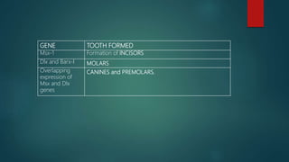 GENE TOOTH FORMED
Msx-1 Formation of INCISORS
Dlx and Barx-I MOLARS
Overlapping
expression of
Msx and Dlx
genes
CANINES and PREMOLARS.
 