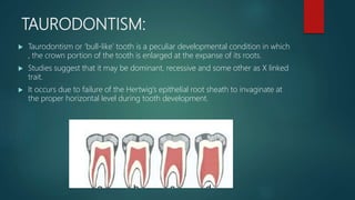 TAURODONTISM:
 Taurodontism or ‘bull-like’ tooth is a peculiar developmental condition in which
, the crown portion of the tooth is enlarged at the expanse of its roots.
 Studies suggest that it may be dominant, recessive and some other as X linked
trait.
 It occurs due to failure of the Hertwig’s epithelial root sheath to invaginate at
the proper horizontal level during tooth development.
 