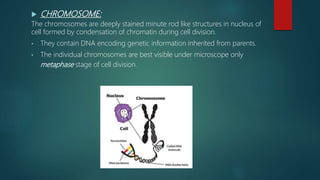  CHROMOSOME:
The chromosomes are deeply stained minute rod like structures in nucleus of
cell formed by condensation of chromatin during cell division.
• They contain DNA encoding genetic information inherited from parents.
• The individual chromosomes are best visible under microscope only
metaphase stage of cell division.
 