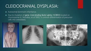 CLEIDOCRANIAL DYSPLASIA:
 Autosomal dominant inheritance.
 Due to mutation of gene Core binding factor alpha-1 (CBFA1) located on
chromosome 6 ( Mundlos, et al 1995). It controls differentiation of precursor
cells into osteoblasts.
 
