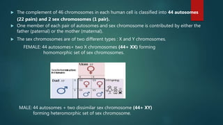  The complement of 46 chromosomes in each human cell is classified into 44 autosomes
(22 pairs) and 2 sex chromosomes (1 pair).
 One member of each pair of autosomes and sex chromosome is contributed by either the
father (paternal) or the mother (maternal).
 The sex chromosomes are of two different types : X and Y chromosomes.
FEMALE: 44 autosomes+ two X chromosomes (44+ XX) forming
homomorphic set of sex chromosomes.
MALE: 44 autosomes + two dissimilar sex chromosome (44+ XY)
forming heteromorphic set of sex chromosome.
 