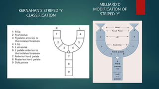 KERNAHAN’S STRIPED ‘Y’
CLASSIFICATION
MILLIARD’D
MODIFICATION OF
STRIPED ‘Y’
 