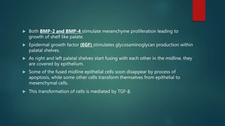  Both BMP-2 and BMP-4 stimulate mesenchyme proliferation leading to
growth of shelf like palate.
 Epidermal growth factor (EGF) stimulates glycosaminoglycan production within
palatal shelves.
 As right and left palatal shelves start fusing with each other in the midline, they
are covered by epithelium.
 Some of the fused midline epithelial cells soon disappear by process of
apoptosis, while some other cells transform themselves from epithelial to
mesenchymal cells.
 This transformation of cells is mediated by TGF-β.
 