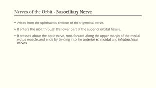 Nerves of the Orbit - Nasociliary Nerve
 Arises from the ophthalmic division of the trigeminal nerve.
 It enters the orbit through the lower part of the superior orbital fissure.
 It crosses above the optic nerve, runs forward along the upper margin of the medial
rectus muscle, and ends by dividing into the anterior ethmoidal and infratrochlear
nerves
 
