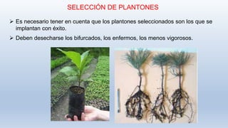  Es necesario tener en cuenta que los plantones seleccionados son los que se
implantan con éxito.
 Deben desecharse los bifurcados, los enfermos, los menos vigorosos.
SELECCIÓN DE PLANTONES
 