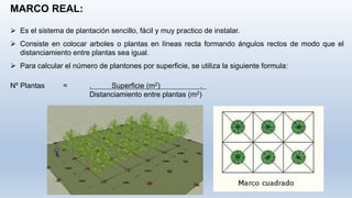  Es el sistema de plantación sencillo, fácil y muy practico de instalar.
 Consiste en colocar arboles o plantas en líneas recta formando ángulos rectos de modo que el
distanciamiento entre plantas sea igual.
 Para calcular el número de plantones por superficie, se utiliza la siguiente formula:
Nº Plantas = . Superficie (m2) .
Distanciamiento entre plantas (m2)
MARCO REAL:
 