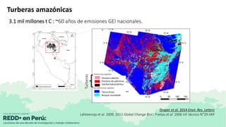 Turberas amazónicas
3.1 mil millones t C : ~60 años de emisiones GEI nacionales.
Draper et al. 2014 Envir. Res. Letters
La...