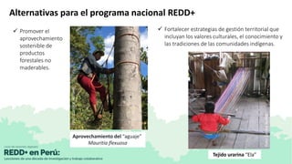 Apoyo de la investigación para la inclusión de las turberas de la Amazonía peruana en REDD+