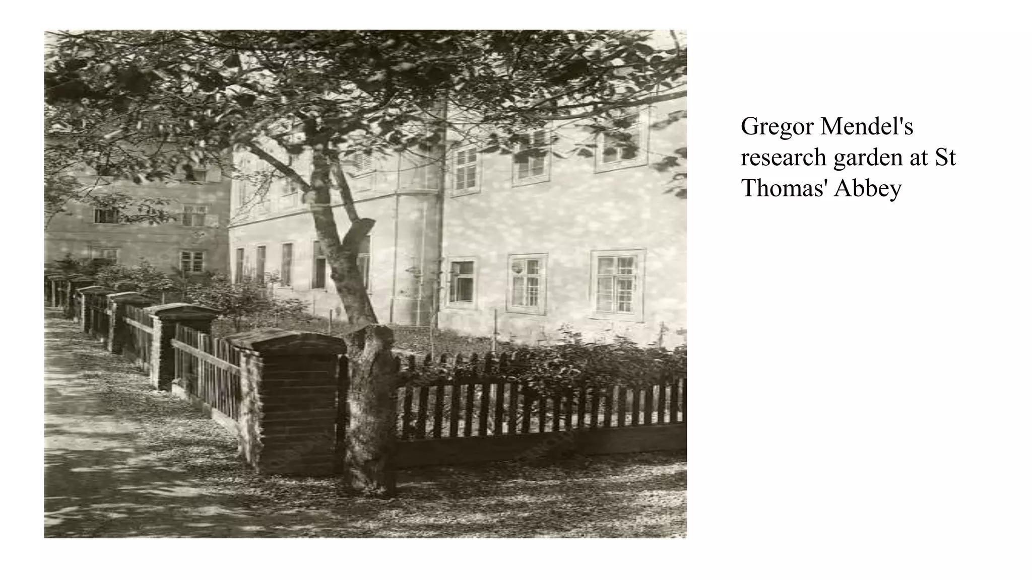 Mendelian Laws of Inheritance