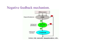 Negative feedback mechanism.
 