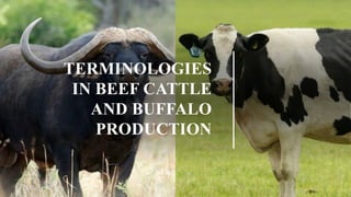 TERMINOLOGIES
IN BEEF CATTLE
AND BUFFALO
PRODUCTION
 