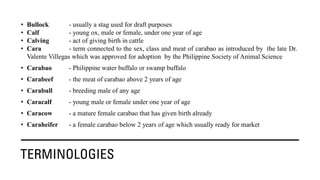TERMINOLOGIES
• Bullock - usually a stag used for draft purposes
• Calf - young ox, male or female, under one year of age
• Calving - act of giving birth in cattle
• Cara - term connected to the sex, class and meat of carabao as introduced by the late Dr.
Valente Villegas which was approved for adoption by the Philippine Society of Animal Science
• Carabao - Philippine water buffalo or swamp buffalo
• Carabeef - the meat of carabao above 2 years of age
• Carabull - breeding male of any age
• Caracalf - young male or female under one year of age
• Caracow - a mature female carabao that has given birth already
• Caraheifer - a female carabao below 2 years of age which usually ready for market
 