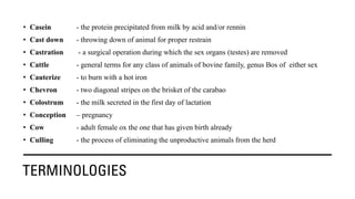 TERMINOLOGIES
• Casein - the protein precipitated from milk by acid and/or rennin
• Cast down - throwing down of animal for proper restrain
• Castration - a surgical operation during which the sex organs (testes) are removed
• Cattle - general terms for any class of animals of bovine family, genus Bos of either sex
• Cauterize - to burn with a hot iron
• Chevron - two diagonal stripes on the brisket of the carabao
• Colostrum - the milk secreted in the first day of lactation
• Conception – pregnancy
• Cow - adult female ox the one that has given birth already
• Culling - the process of eliminating the unproductive animals from the herd
 