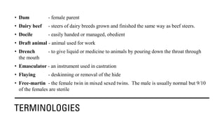 TERMINOLOGIES
• Dam - female parent
• Dairy beef - steers of dairy breeds grown and finished the same way as beef steers.
• Docile - easily handed or managed, obedient
• Draft animal - animal used for work
• Drench - to give liquid or medicine to animals by pouring down the throat through
the mouth
• Emasculator - an instrument used in castration
• Flaying - deskinning or removal of the hide
• Free-martin - the female twin in mixed sexed twins. The male is usually normal but 9/10
of the females are sterile
 