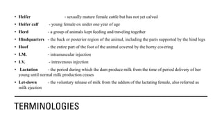 TERMINOLOGIES
• Heifer - sexually mature female cattle but has not yet calved
• Heifer calf - young female ox under one year of age
• Herd - a group of animals kept feeding and traveling together
• Hindquarters - the back or posterior region of the animal, including the parts supported by the hind legs
• Hoof - the entire part of the foot of the animal covered by the horny covering
• I.M. - intramuscular injection
• I.V. - intravenous injection
• Lactation - the period during which the dam produce milk from the time of period delivery of her
young until normal milk production ceases
• Let-down - the voluntary release of milk from the udders of the lactating female, also referred as
milk ejection
 