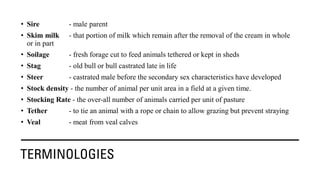 TERMINOLOGIES
• Sire - male parent
• Skim milk - that portion of milk which remain after the removal of the cream in whole
or in part
• Soilage - fresh forage cut to feed animals tethered or kept in sheds
• Stag - old bull or bull castrated late in life
• Steer - castrated male before the secondary sex characteristics have developed
• Stock density - the number of animal per unit area in a field at a given time.
• Stocking Rate - the over-all number of animals carried per unit of pasture
• Tether - to tie an animal with a rope or chain to allow grazing but prevent straying
• Veal - meat from veal calves
 