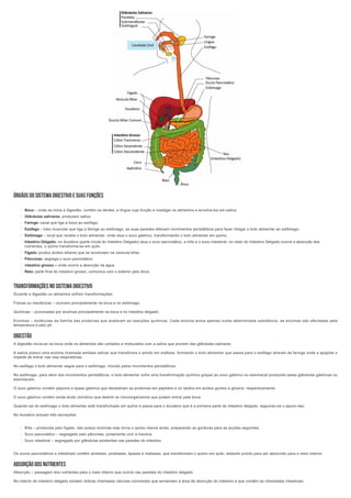  
ÓRGÃOSDOSISTEMADIGESTIVOESUASFUNÇÕES
TRANSFORMAÇÕESNOSISTEMADIGESTIVO
Durante a digestão os alimentos sofrem transformações:
 
Físicas ou mecânicas – ocorrem principalmente na boca e no estômago.
 
Químicas – provocadas por enzimas principalmente na boca e no intestina delgado.
 
Enzimas – moléculas da família das proteínas que aceleram as reacções químicas. Cada enzima actua apenas numa determinada substância, as enzimas são afectadas pela
temperatura e pelo ph.
DIGESTÃO
A digestão inicia­se na boca onde os alimentos são cortados e misturados com a saliva que provem das glândulas salivares.
 
A saliva possui uma enzima chamada amilase salivar que transforma o amido em maltose, formando o bolo alimentar que passa para o esófago através da faringe onde a epiglote o
impede de entrar nas vias respiratórias.
 
No esófago o bolo alimentar segue para o estômago, movido pelos movimentos peristálticos.
 
No estômago, para alem dos movimentos peristálticos, o bolo alimentar sofre uma transformação química graças ao suco gástrico ou estomacal produzido pelas glândulas gástricas ou
estomacais.
 
O suco gástrico contém pepsina e lipase gástrica que desdobram as proteínas em péptidos e os lípidos em ácidos gordos e glicerol, respectivamente.
 
O suco gástrico contém ainda ácido clorídrico que destrói os microorganismos que podem entrar pela boca.
 
Quando sai do estômago o bolo alimentar está transformado em quimo e passa para o duodeno que é a primeira parte do intestino delgado, seguindo­se o jejuno­íleo.
 
No duodeno actuam três secreções:
Os sucos pancreáticos e intestinais contêm amilases, proteases, lipases e maltases, que transformam o quimo em quilo, estando pronto para ser absorvido para o meio interno.
ABSORÇÃODOSNUTRIENTES
Absorção – passagem dos nutrientes para o meio interno que ocorre nas paredes do intestino delgado.
 
No interior do intestino delgado existem dobras chamadas válvulas coniventes que aumentam a área de absorção do intestino e que contêm as vilosidades intestinais.
Boca – onde se inicia a digestão, contém os dentes, e língua cuja função e mastigar os alimentos e envolve­los em saliva.

Glândulas salivares­ produzem saliva.

Faringe­ canal que liga a boca ao esófago.

Esófago – tubo muscular que liga a faringe ao estômago, as suas paredes efetuam movimentos peristálticos para fazer chegar o bolo alimentar ao estômago.

Estômago – local que recebe o bolo alimentar, onde atua o suco gástrico, transformando o bolo alimentar em quimo.

Intestino Delgado­ no duodeno (parte inicial do Intestino Delgado) atua o suco pancreático, a bílis e o suco intestinal, no resto do Intestino Delgado ocorre a absorção dos
nutrientes, o quimo transforma­se em quilo.

Fígado­ produz ácidos biliares que se acumulam na vesicula biliar.

Pâncreas­ segrega o suco pancreático.

Intestino grosso – onde ocorre a absorção da água.

Reto­ parte final do intestino grosso, comunica com o exterior pelo ânus.

Bílis – produzida pelo fígado, não possui enzimas mas torna o quimo menos ácido, preparando as gorduras para as acções seguintes.

Suco pancreático – segregado pelo pâncreas, juntamente com a insulina.

Suco intestinal – segregado por glândulas existentes nas paredes do intestino.

 