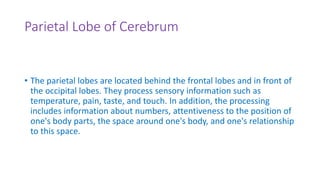 Parietal Lobe of Cerebrum
• The parietal lobes are located behind the frontal lobes and in front of
the occipital lobes. They process sensory information such as
temperature, pain, taste, and touch. In addition, the processing
includes information about numbers, attentiveness to the position of
one's body parts, the space around one's body, and one's relationship
to this space.
 