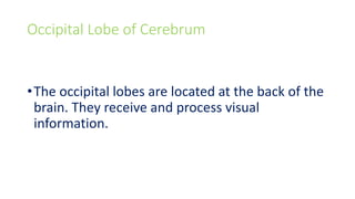 Occipital Lobe of Cerebrum
•The occipital lobes are located at the back of the
brain. They receive and process visual
information.
 