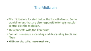 The Midbrain
• The midbrain is located below the hypothalamus. Some
cranial nerves that are also responsible for eye muscle
control exit the midbrain.
• This connects with the Cerebrum
• Contain numerous ascending and descending tracts and
fibers
• Midbrain, also called mesencephalon,
 