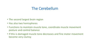 The Cerebellum
• The second largest brain region
• Has also two hemispheres
• Functions to maintain muscle tone, coordinate muscle movement
posture and control balance
• If this is damaged muscle tone decreases and fine motor movement
become very clumsy
 