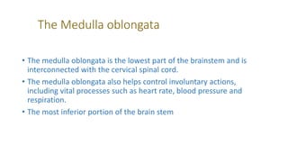 The Medulla oblongata
• The medulla oblongata is the lowest part of the brainstem and is
interconnected with the cervical spinal cord.
• The medulla oblongata also helps control involuntary actions,
including vital processes such as heart rate, blood pressure and
respiration.
• The most inferior portion of the brain stem
 