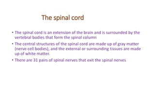 The spinal cord
• The spinal cord is an extension of the brain and is surrounded by the
vertebral bodies that form the spinal column
• The central structures of the spinal cord are made up of gray matter
(nerve cell bodies), and the external or surrounding tissues are made
up of white matter.
• There are 31 pairs of spinal nerves that exit the spinal nerves
 