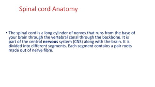 Spinal cord Anatomy
• The spinal cord is a long cylinder of nerves that runs from the base of
your brain through the vertebral canal through the backbone. It is
part of the central nervous system (CNS) along with the brain. It is
divided into different segments. Each segment contains a pair roots
made out of nerve fibre.
 